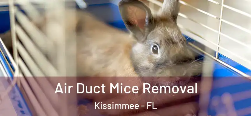 Air Duct Mice Removal Kissimmee - FL