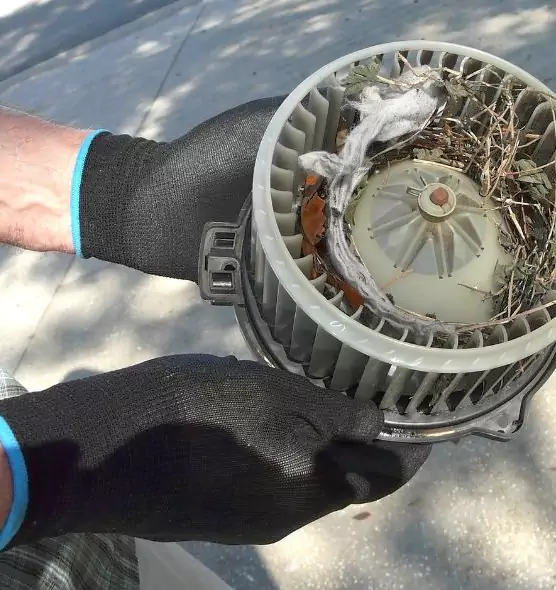 About Air Duct Mice Removal in Kissimmee, FL